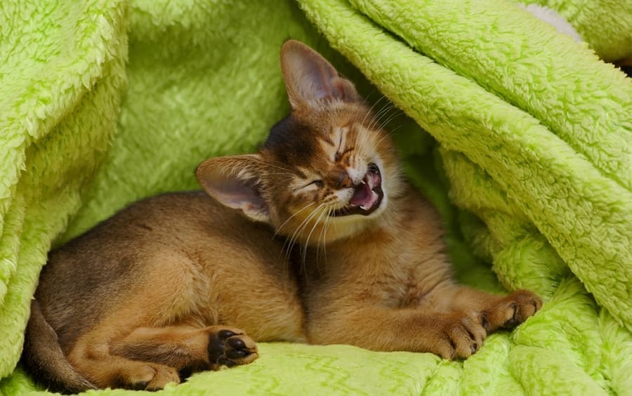 Aleksandr Markin · CC BY-SA 2.0 Abyssinian — foto 2