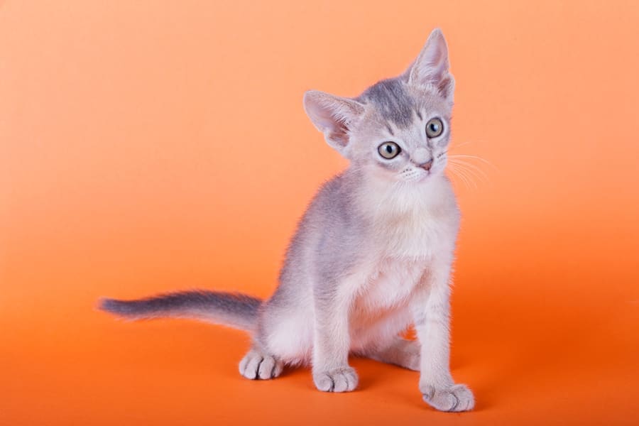 Valerius Geng · CC BY 3.0 Abyssinian — foto 3