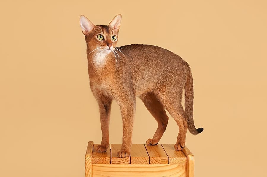 Abyssinian