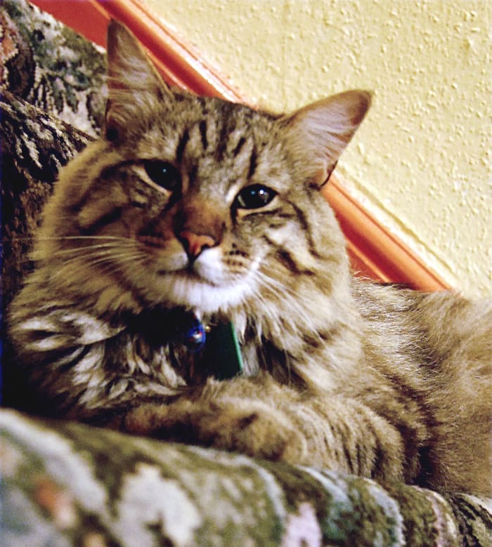 American Bobtail — foto 2