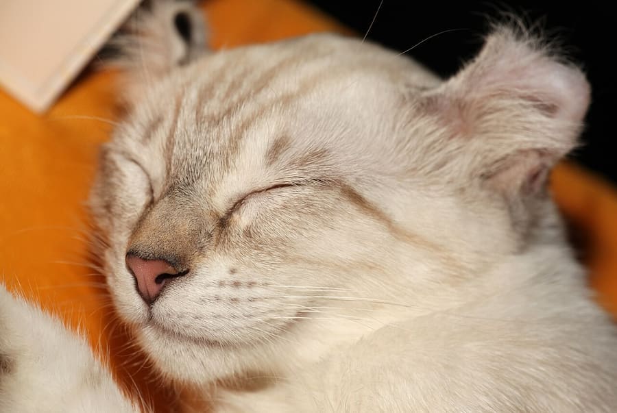 American Curl — foto 1