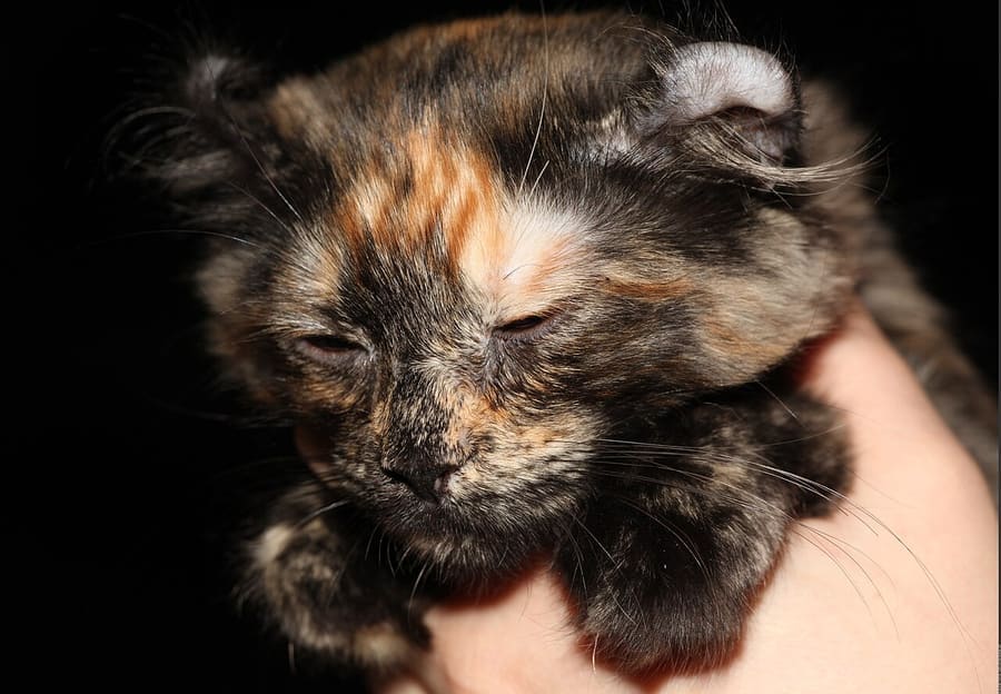 American Curl — foto 2