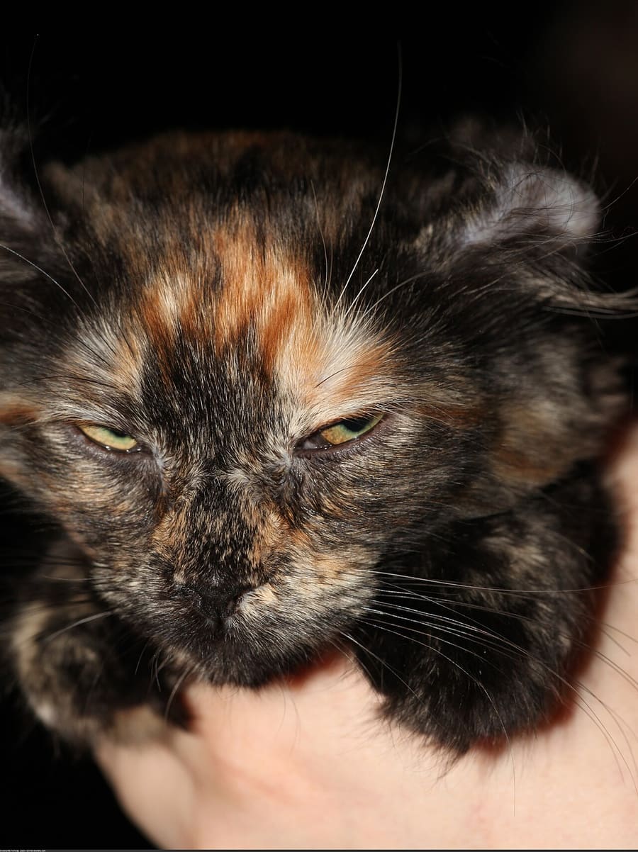 American Curl — foto 3