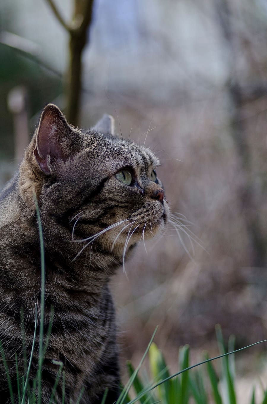 American Shorthair — foto 1