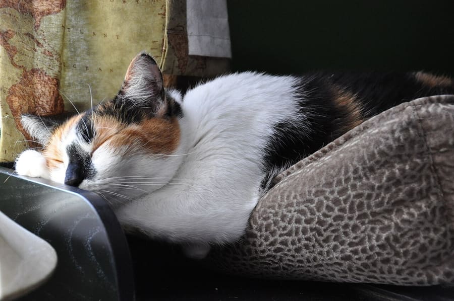 American Shorthair — foto 2