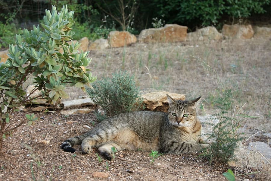 American Shorthair — foto 3