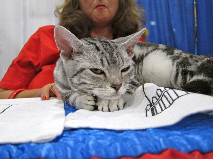 American Wirehair — foto 1