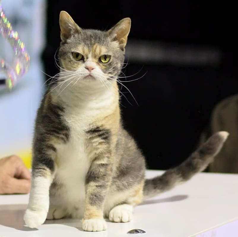 American Wirehair — foto 2