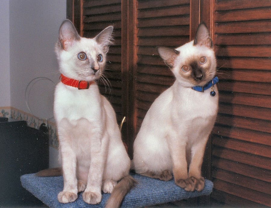 Balinese — foto 1