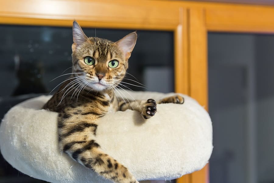 Bengal — foto 1