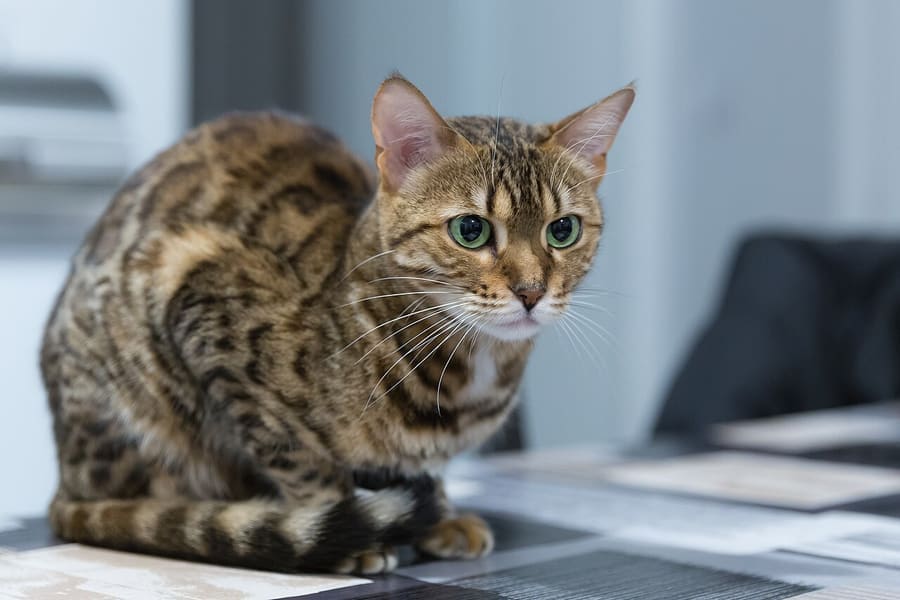 Bengal — foto 2