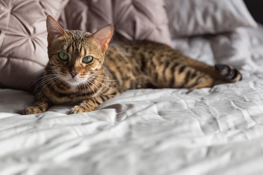 Bengal — foto 3