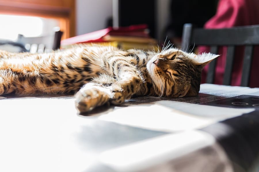 Bengal