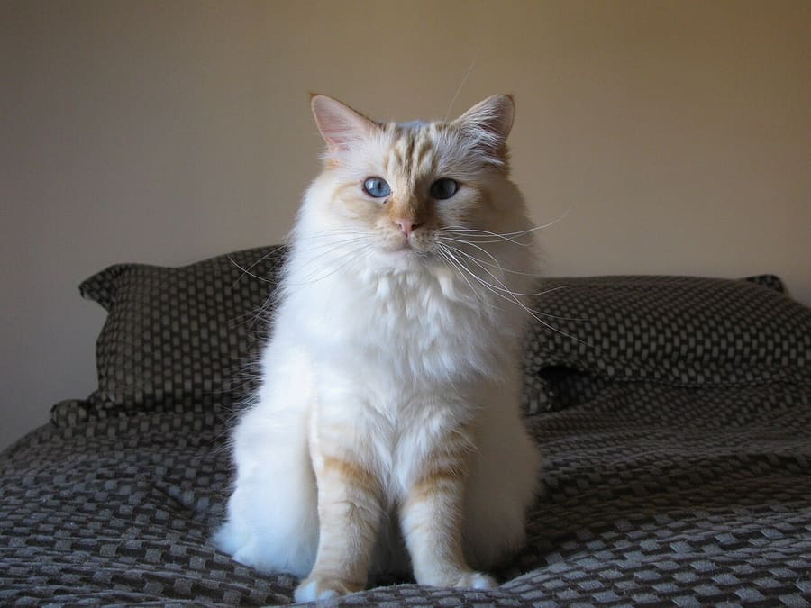 Donovan Tremblay · CC BY-SA 4.0 Birman — foto 1