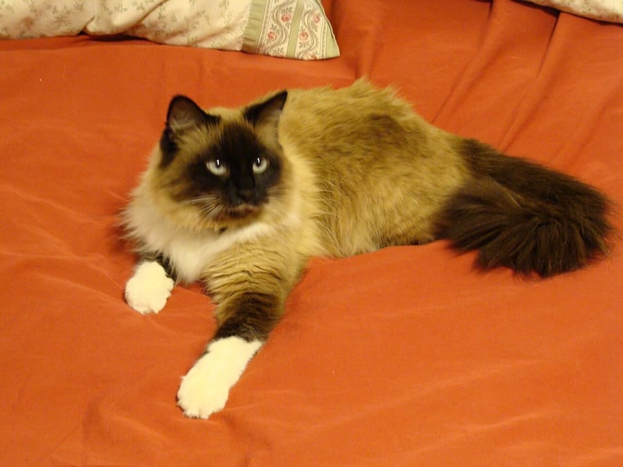 Camerawn · CC BY-SA 4.0 Birman — foto 2