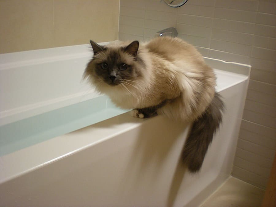 JasonParis · CC BY 2.0 Birman — foto 3