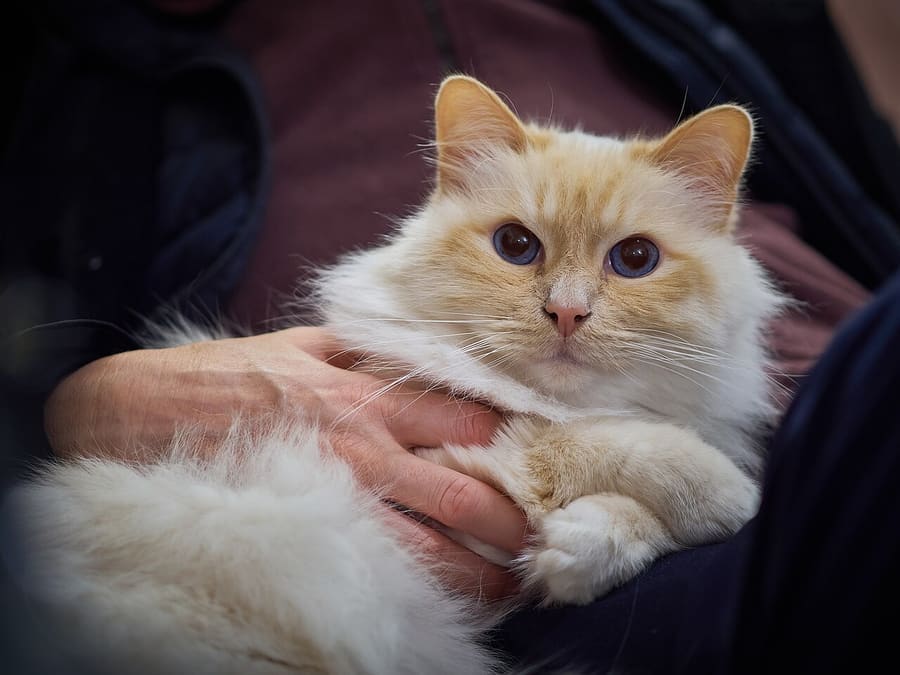 Birman