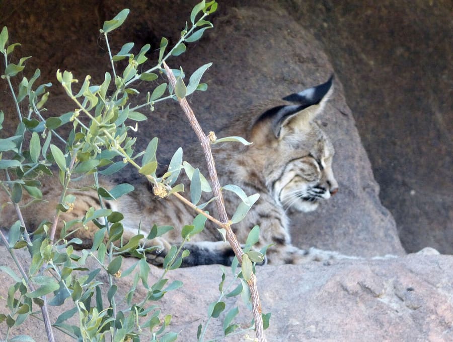 Bobcat — foto 1