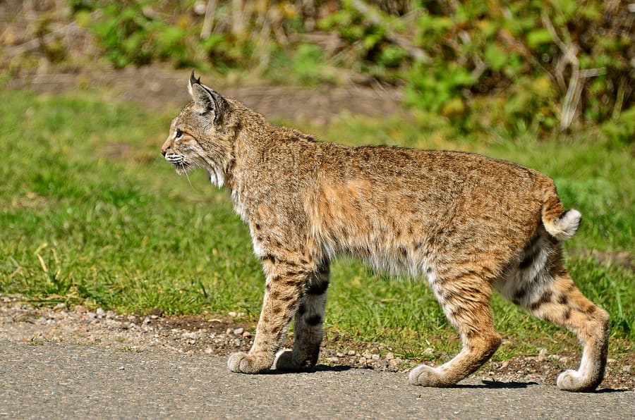 Bobcat — foto 2