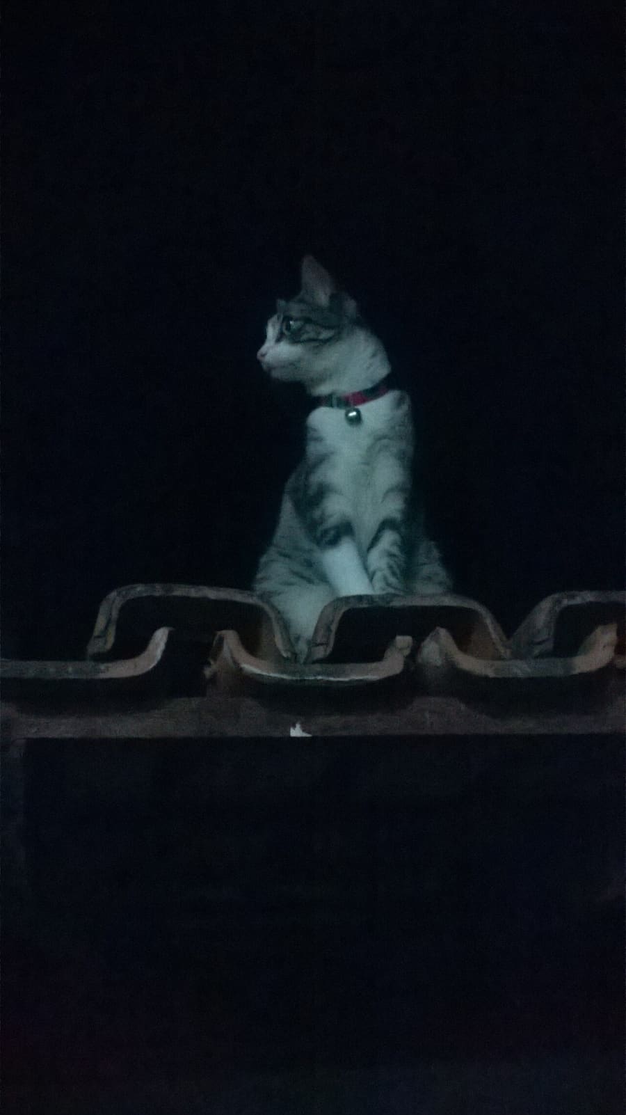 Brazilian Shorthair — foto 1