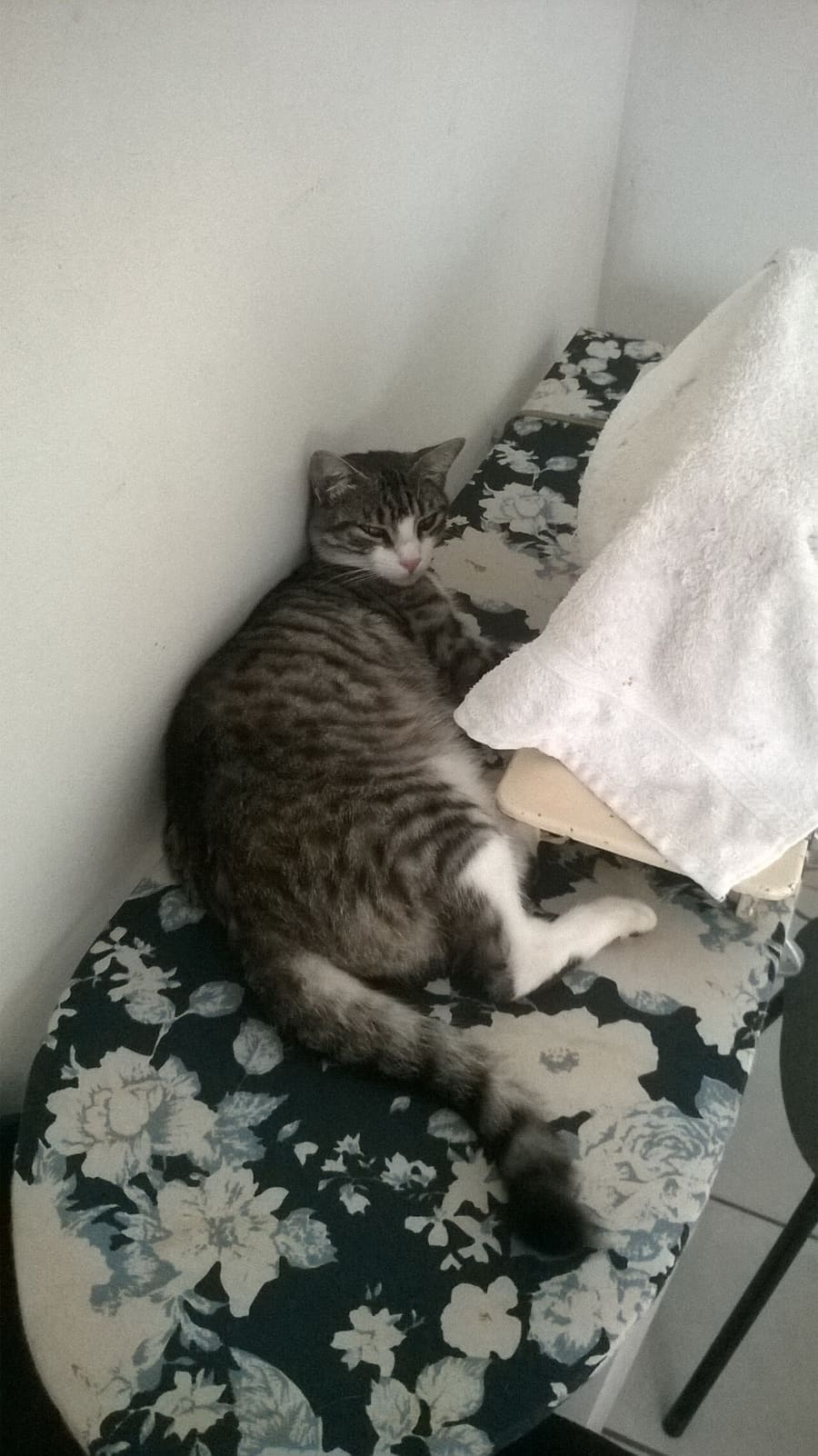 Brazilian Shorthair