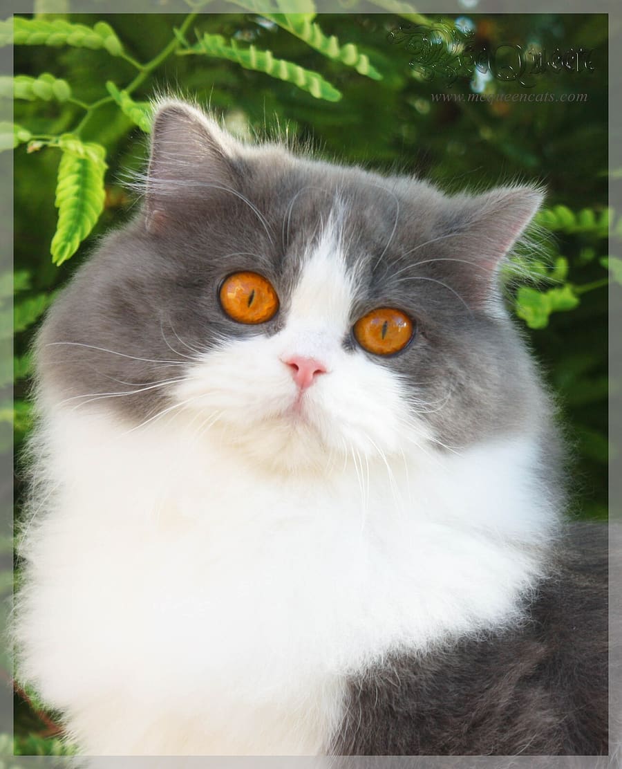 British Longhair — foto 1