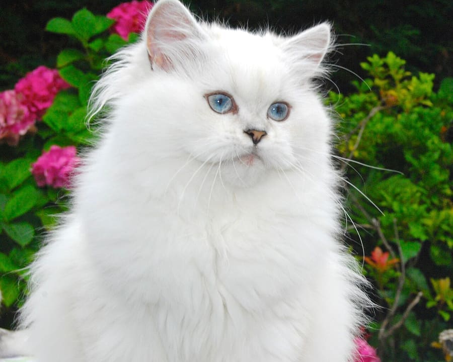 British Longhair — foto 2