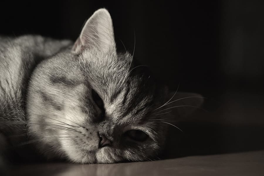 British Shorthair — foto 1