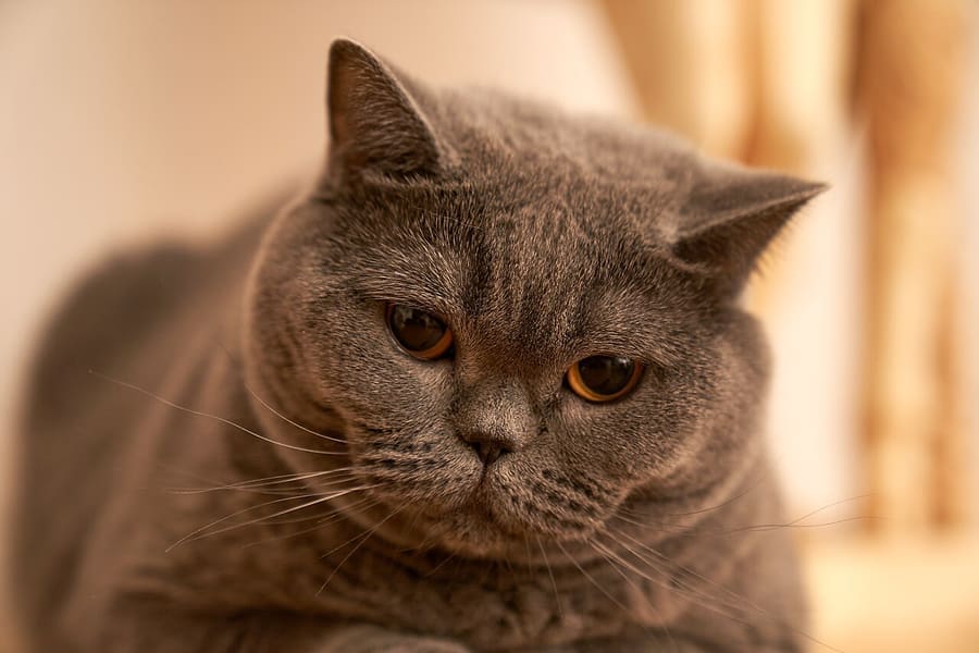 British Shorthair — foto 2
