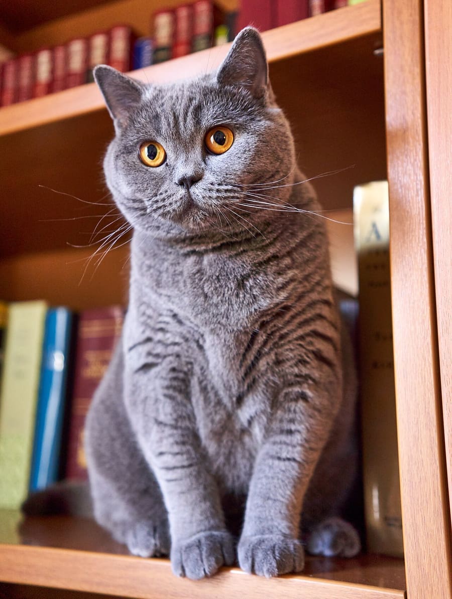 British Shorthair — foto 3