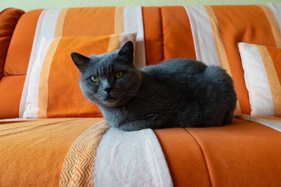 British Shorthair