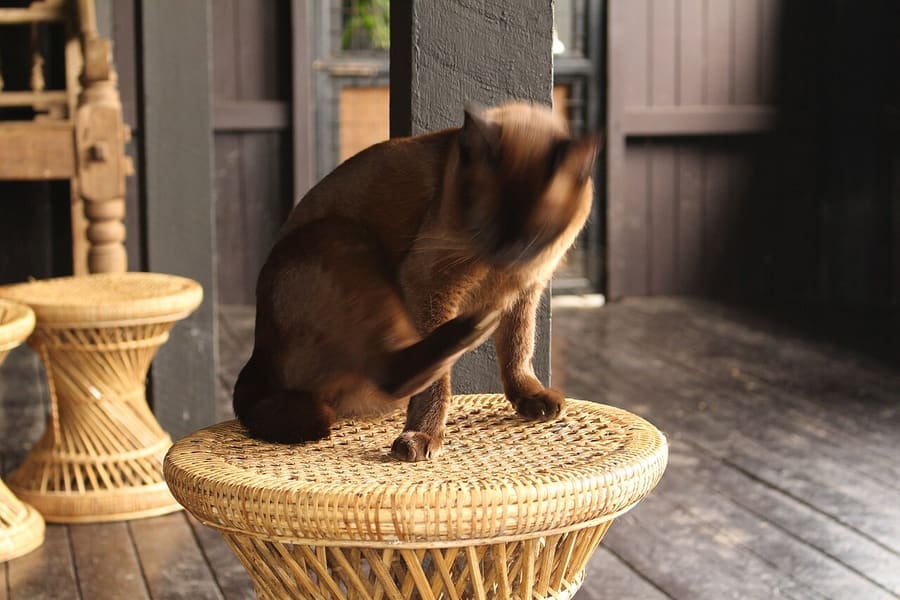 Burmese — foto 1