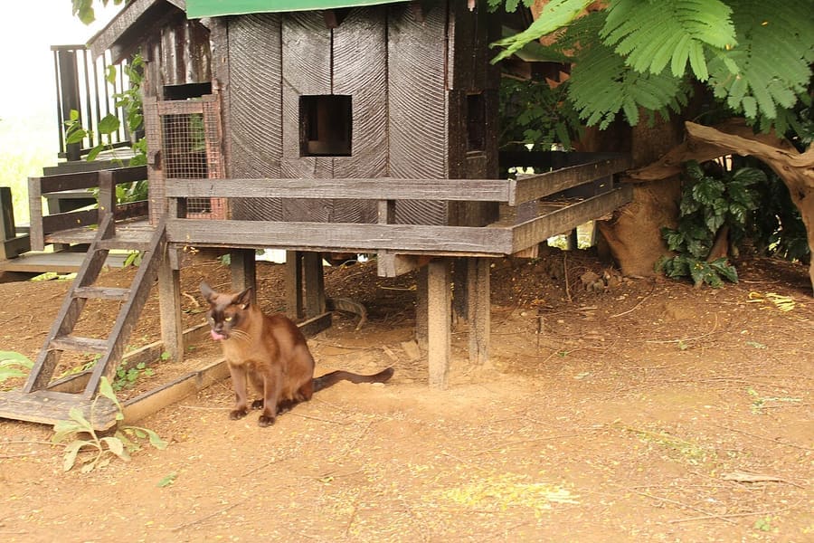 Burmese — foto 2