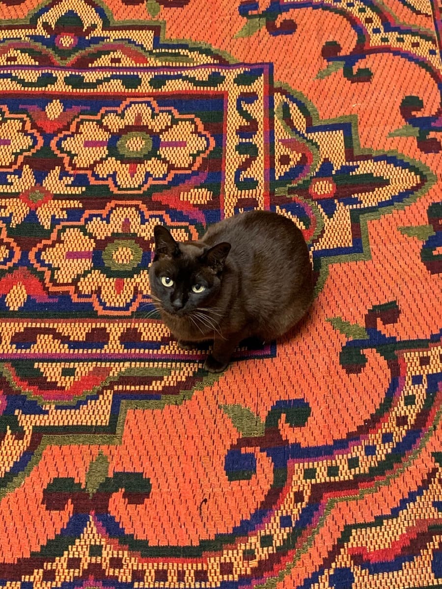 Burmese — foto 3