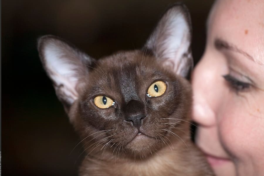 Burmese
