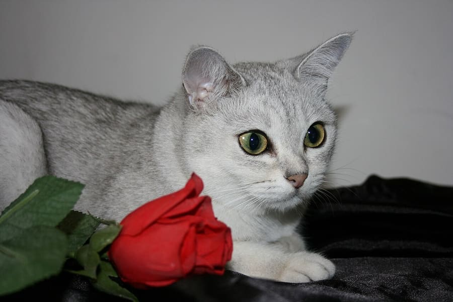 Burmilla — foto 1