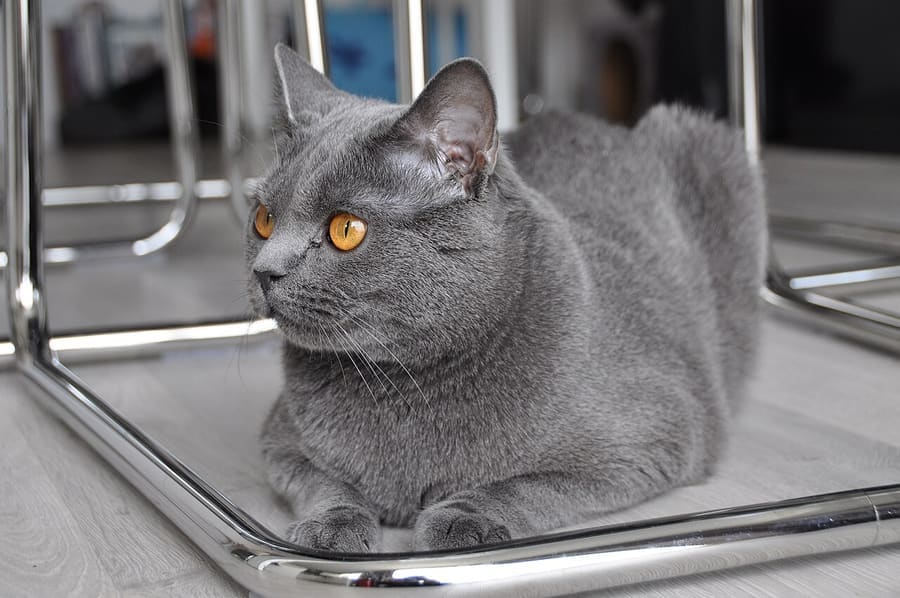 Chartreux — foto 1