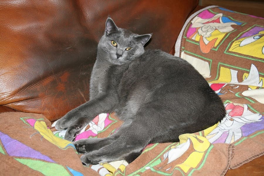 Chartreux — foto 2