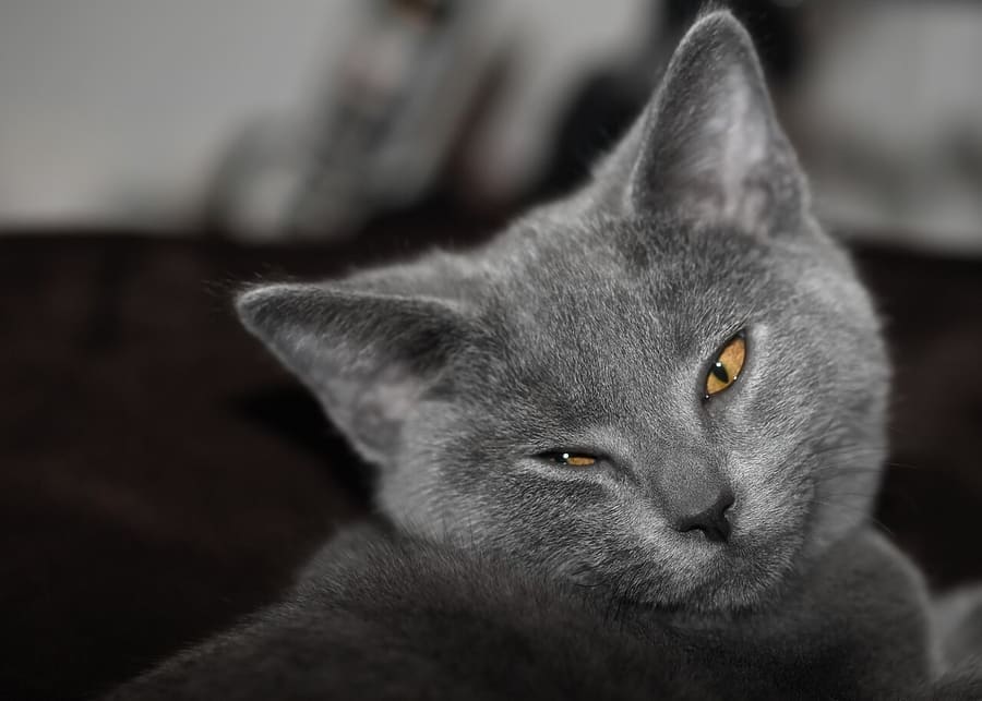 Chartreux — foto 3
