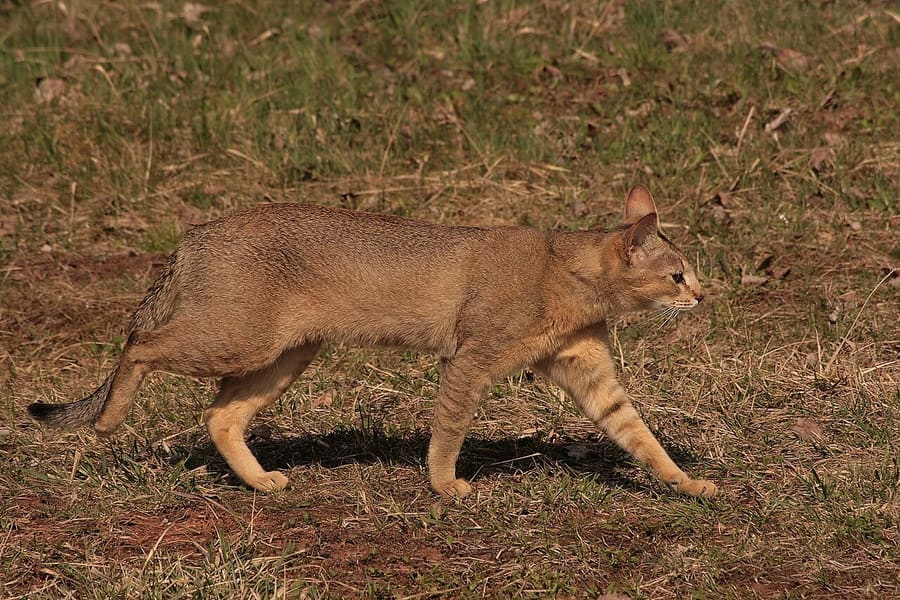 Chausie — foto 1