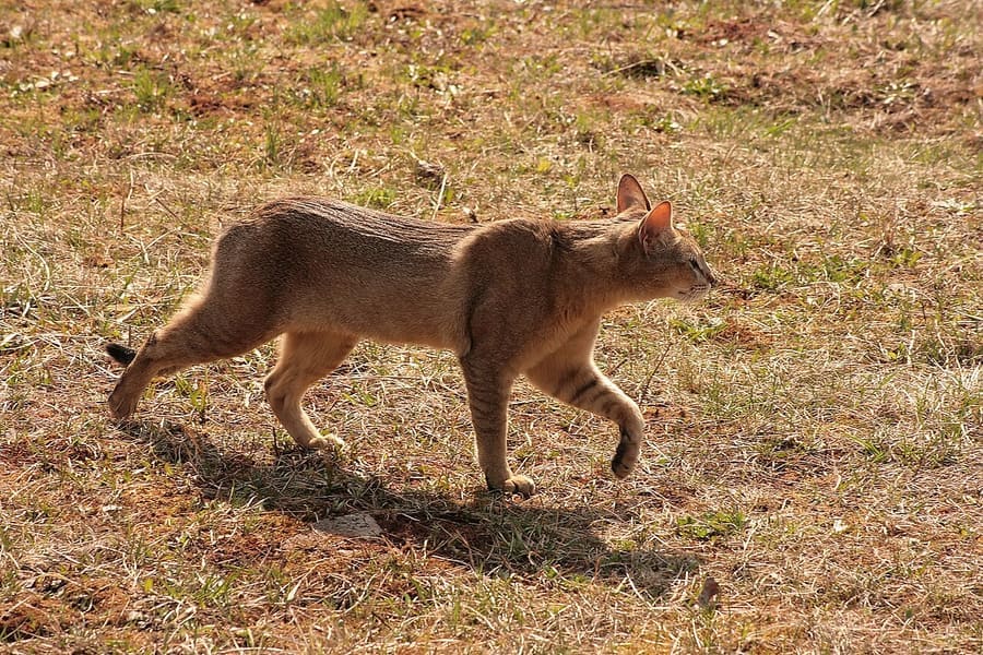 Chausie — foto 2