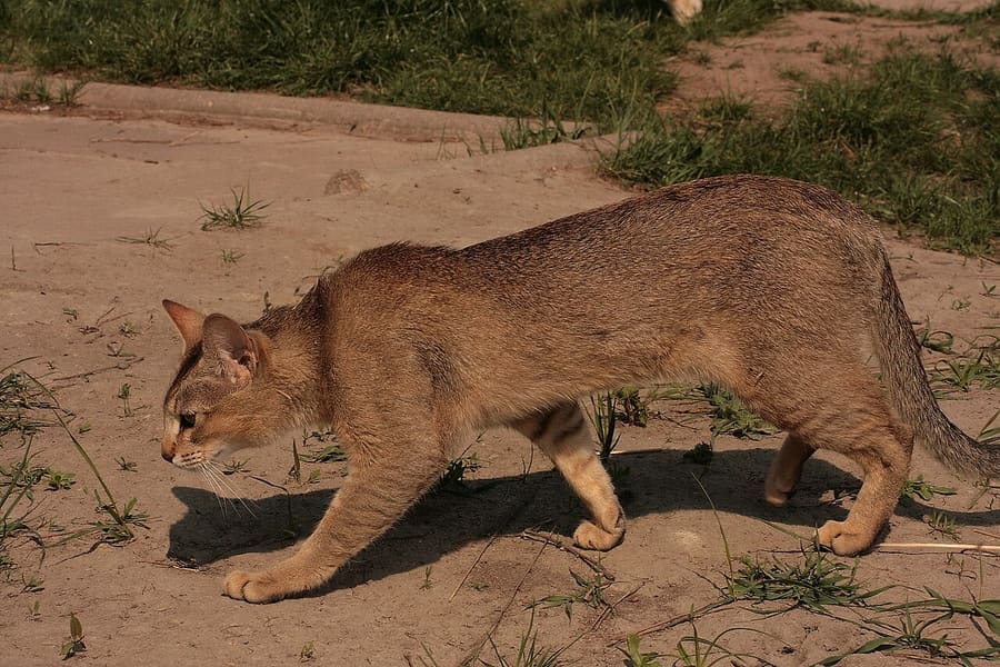 Chausie — foto 3