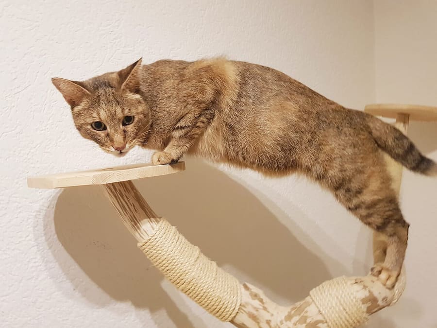 Chausie