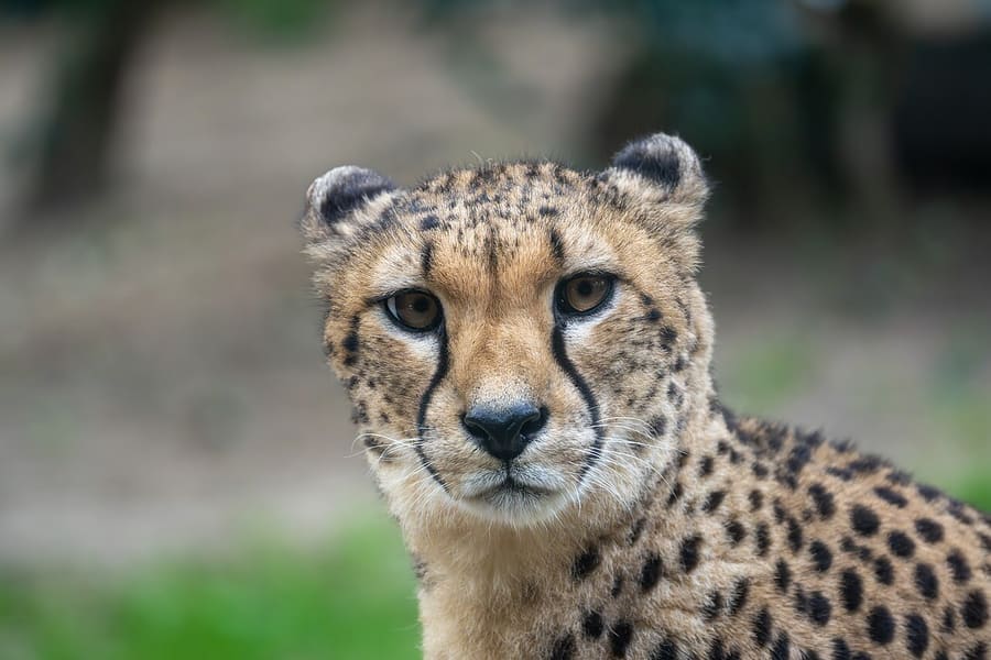 Cheetah — foto 1