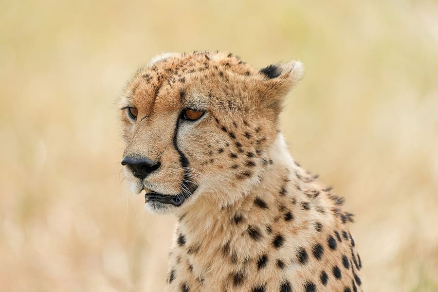 Cheetah — foto 2