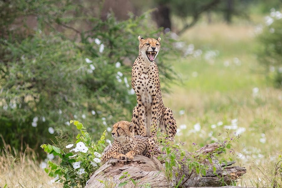 Cheetah — foto 3