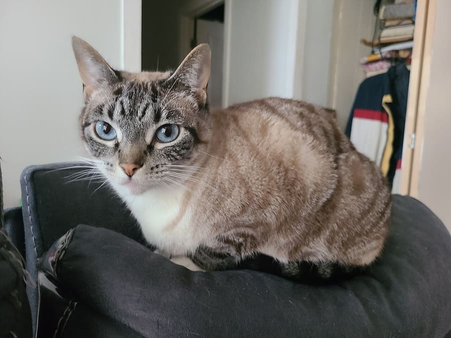 Colorpoint Shorthair — foto 1