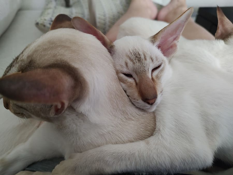 Colorpoint Shorthair — foto 2