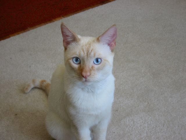 Colorpoint Shorthair — foto 3