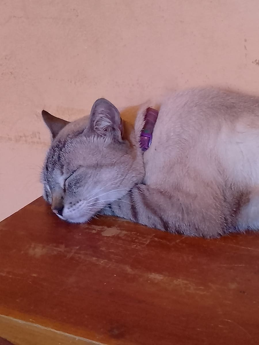 Colorpoint Shorthair
